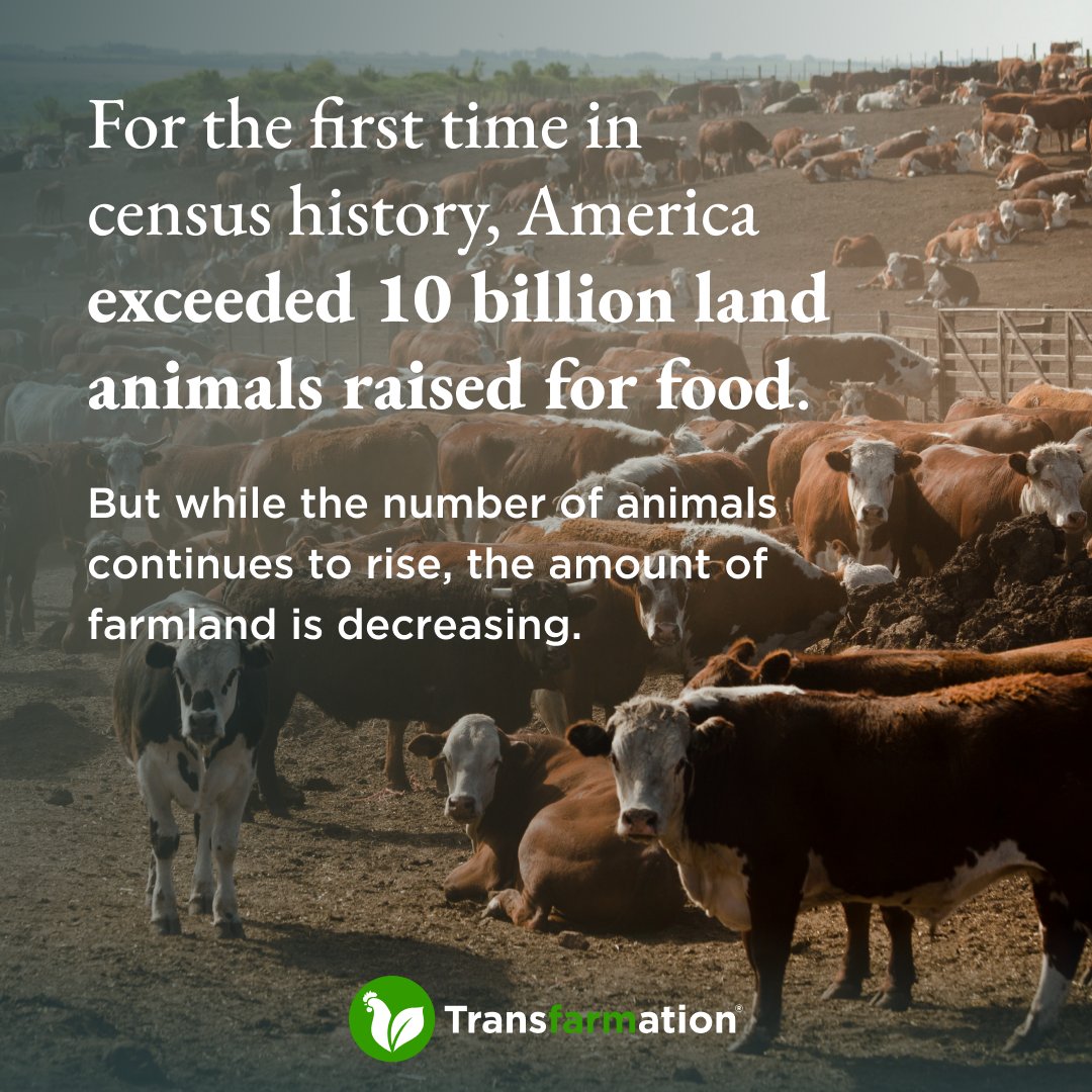 Our inefficient, polluting, exploitative #FoodSystem is consolidating into “mega #FactoryFarms” so rapidly it’s becoming harder and harder for small-scale #farmers to keep up. 

Read more about how Transfarmation™ is working with farmers and allies: bit.ly/3x4jRHB.