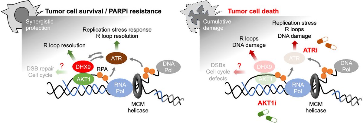 In the Spotlight— AKTing on R Loops Makes for an ATRactive Target in #OvarianCancer Therapy, by Vijayalalitha Ramanarayanan and @POberdoerffer. aacrjournals.org/cancerres/arti… @HopkinsMedicine