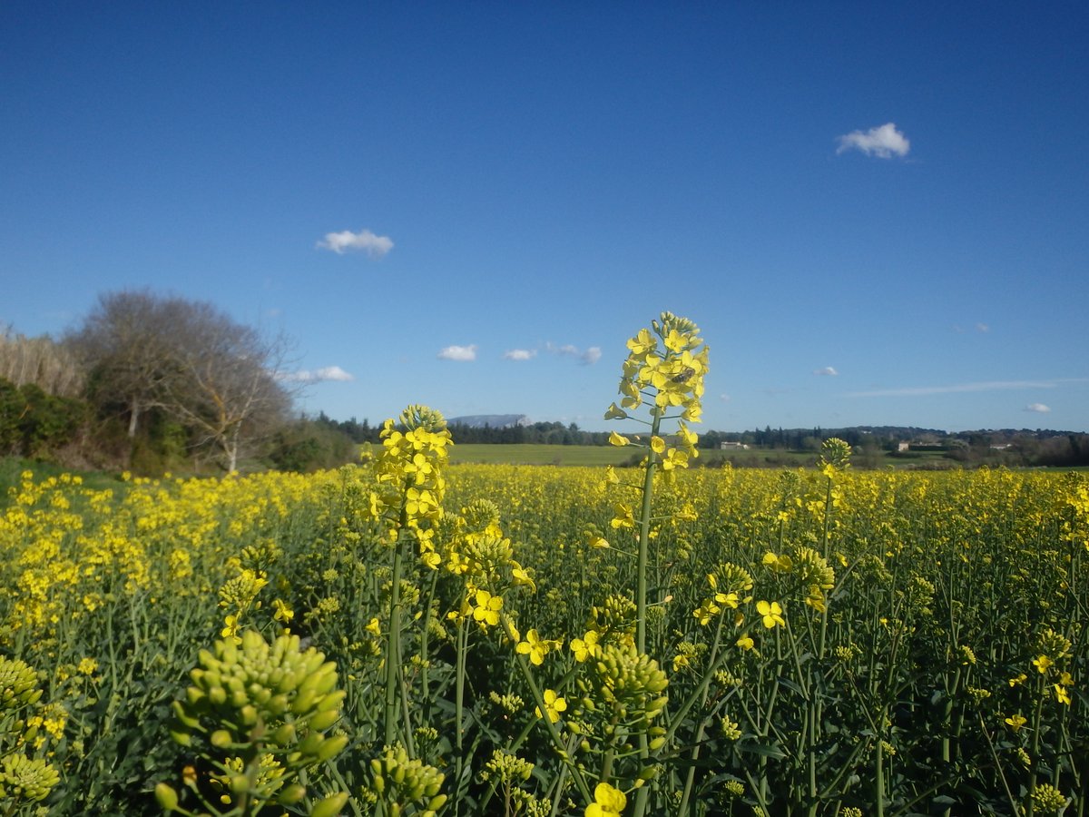 Colzas semences 🌱
Début des épurations dans la variété Ambassador 
<a href="/LGSeeds/">LG Seeds</a>