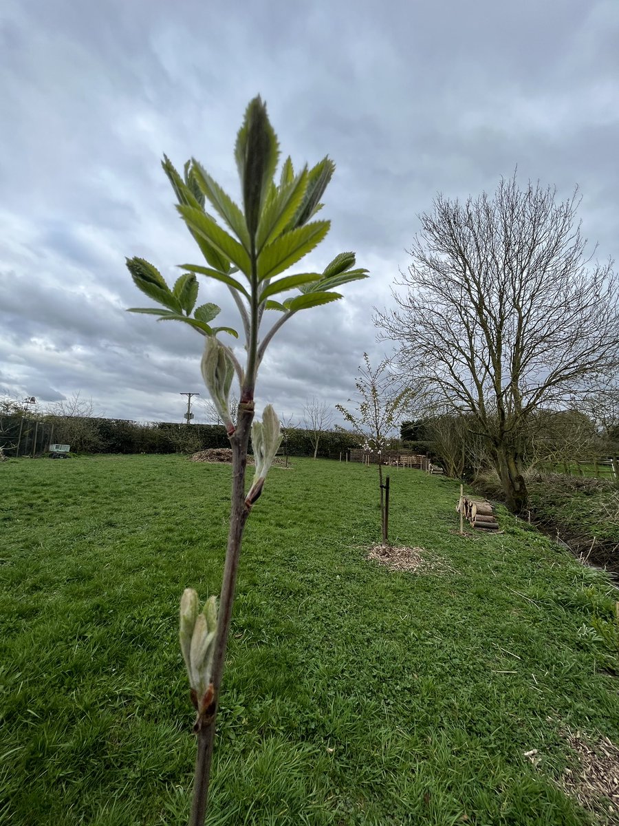 The Rowan saplings are looking beautiful. Must do another time capsule tree walk round. All the trees we’ve planted over the Winter are starting to grow leaves now ❤️