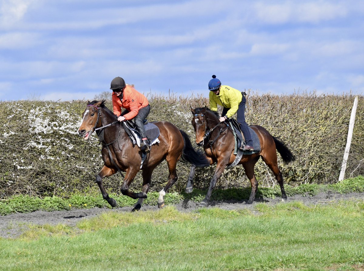 Jewel Maker & Highwaygrey on the gallops this morning ready for the 2024 season. Both will be running once the weather improves #TimEasterby #RealityPartners