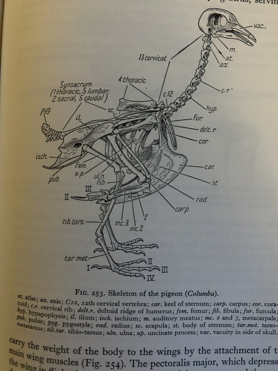 Trip out to Hay on Wye today and couldn’t resist taking home a copy of this beauty @dr_andy_wilcox I spent many evenings studying the pages of JZ Young on my Zoology course @RoyalHolloway @RHULScience