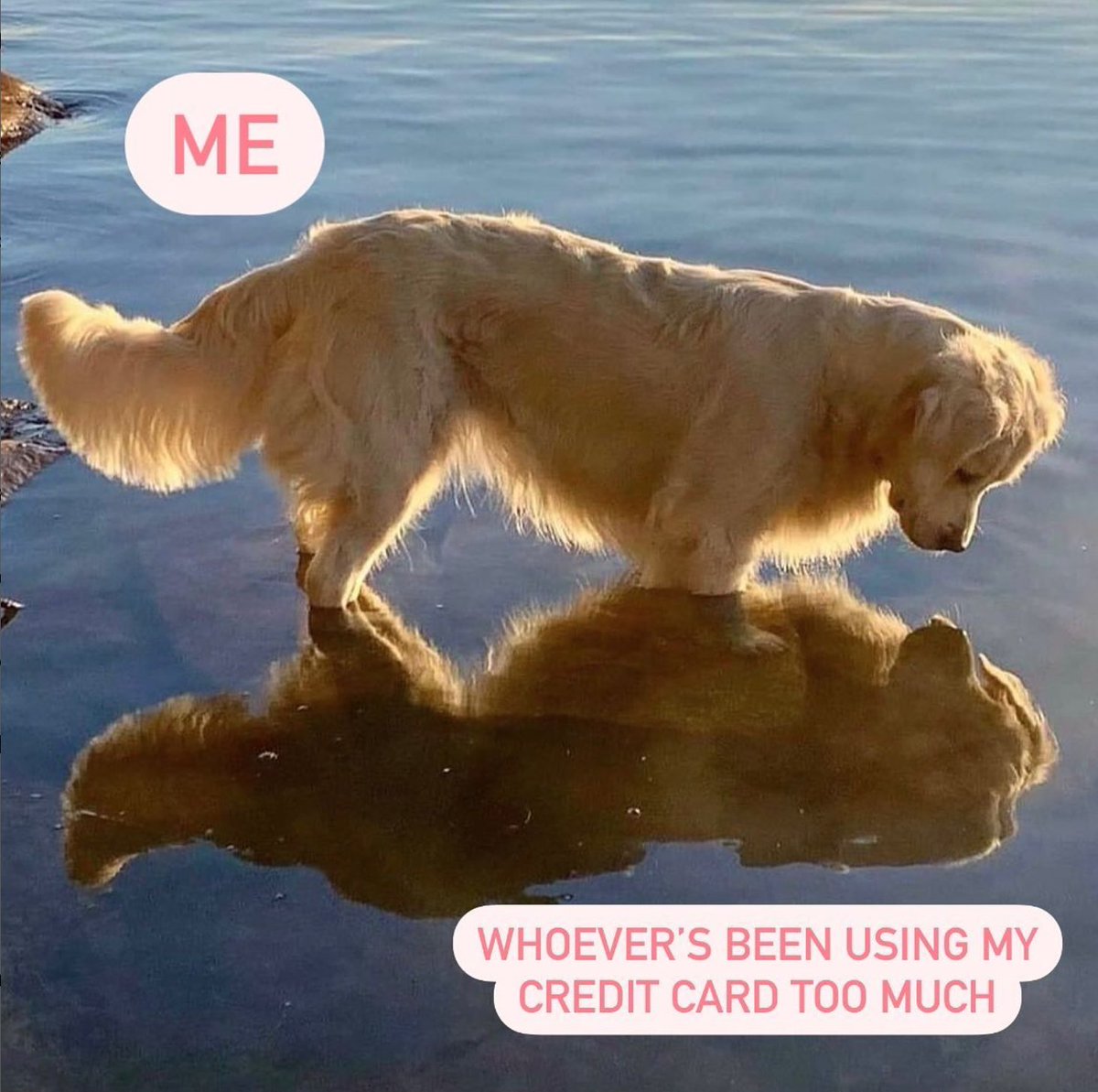 shefinds's tweet image. It’s me, hi 👋 

#imtheproblem  #SheFinds #TaylorSwift #TaylorSwiftErasTour  #funnydogs #creditcarddebt #dogmemes #shoppingmemes #goldenretriever #goldenretrieverlove #womenshumor