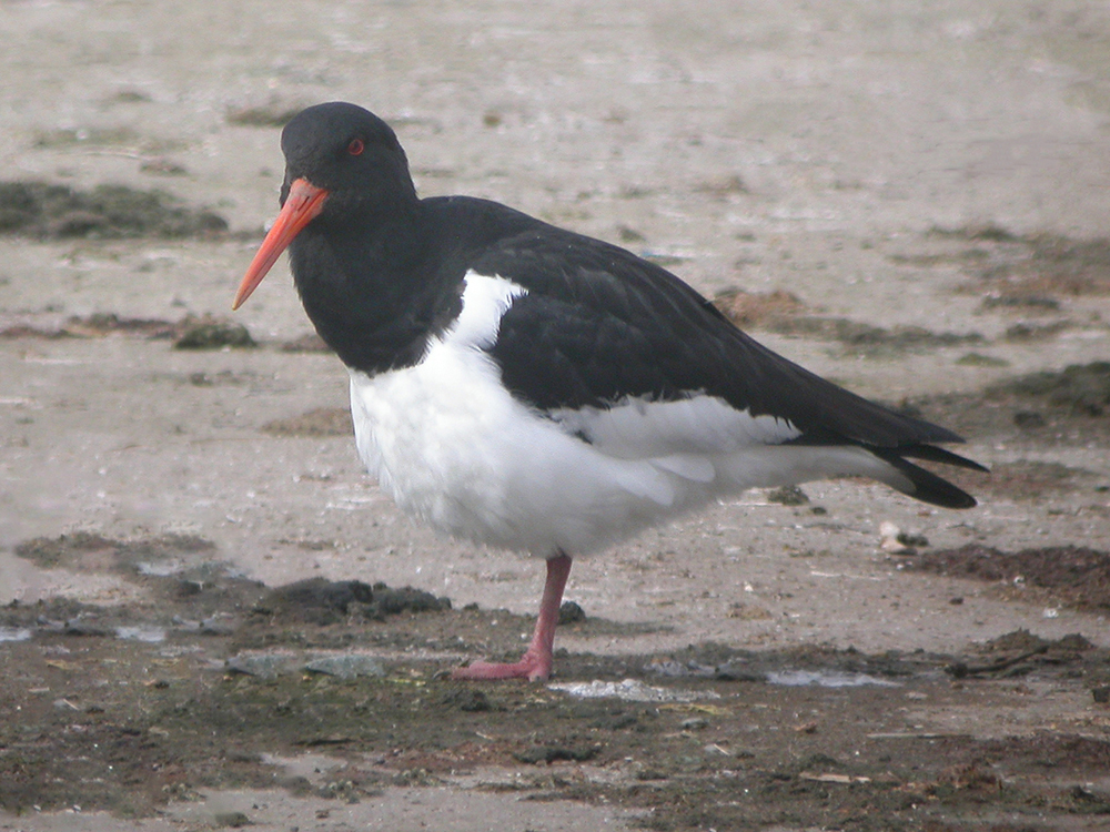 Another 'pit-stop' visit @STWDraycote: Black-throated & 1+ Great Northern Diver but didn't locate the Common Scoter among a flighty flock of Tufted. Also 4 Lapwing, 2 Oystercatcher, 2 Goosander, 2 Shoveler, Raven, 2 Nuthatch, Sparrowhawk and 4+ (probably double digit) Red Kite.