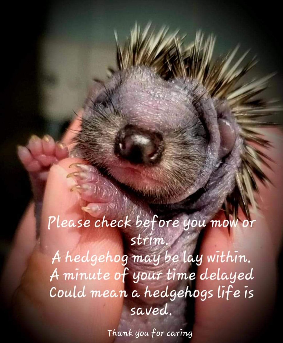 I know we will all be busy in the garden this weekend if the weather allows . Please remember our little hedgehog friends before you strim the grass 🦔🦔