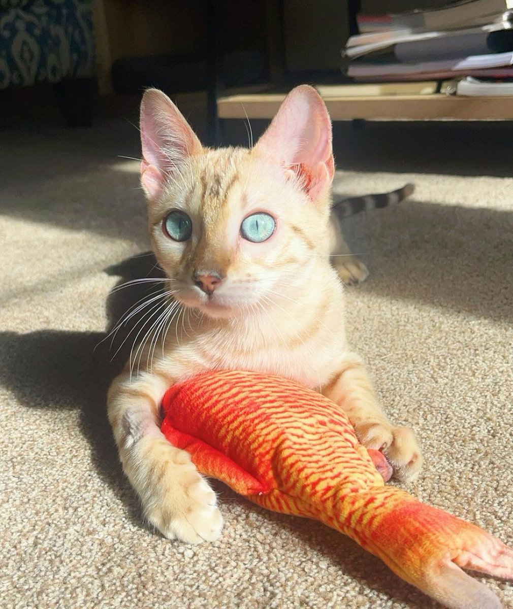 Koral is the catch of the day! In honor of Respect Your Cat Day – how are you celebrating? 😻 📷: @reefthebengal on IG