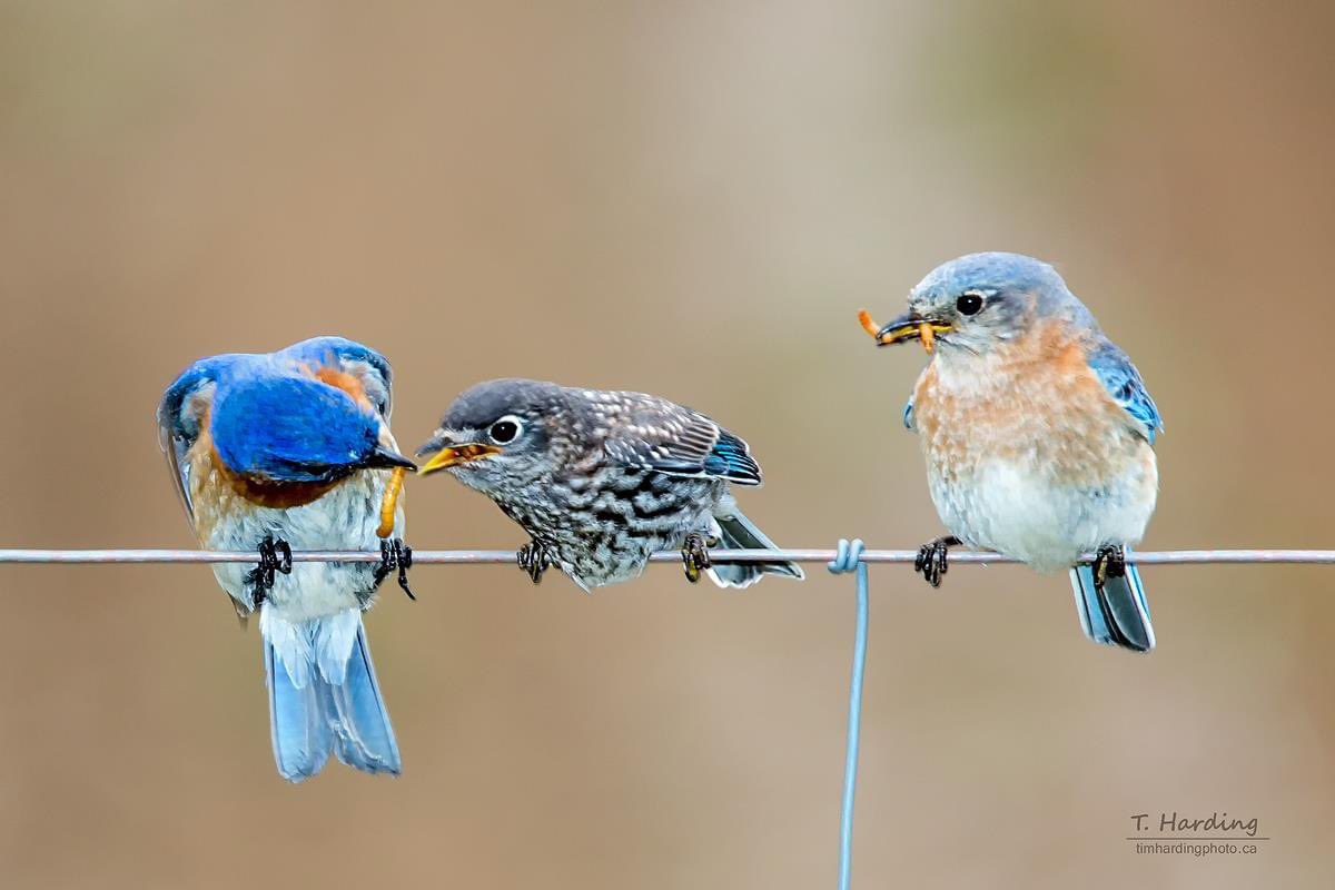 Eastern Bluebirds #birdphotography