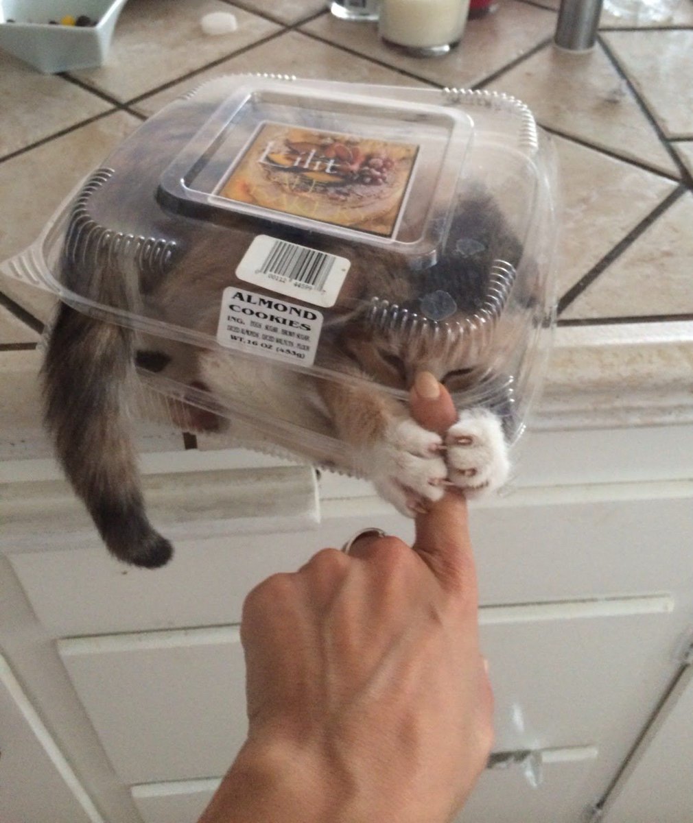 ShouldHaveCat's tweet image. These almond cookies are very aggressive.