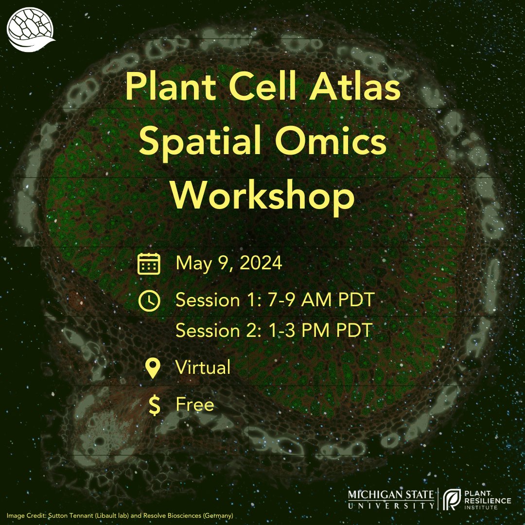 Registration is open for the Plant Cell Atlas Spatial Omics Workshop. Join us to learn about cutting-edge spatial omics methods and their application in plant research! Details: bit.ly/4cDraGo Register: bit.ly/3VBrijA