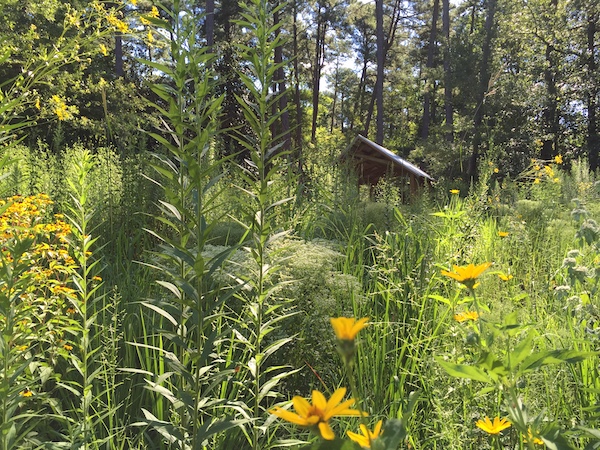 Learn about Piedmont prairies from Blomquist curator Annabel Renwick & horticulturist Maegan Luckett in the @jcraulstonarb Garden Conversations series. See that recording & many helpful DIY gardening videos here: gardens.duke.edu/videos. #DukeClimateCommitment #DukeU PC: Renwick