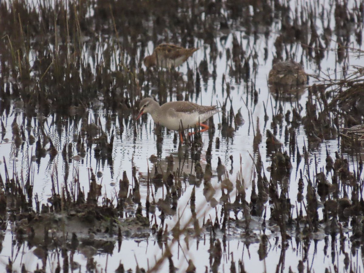 The Algarve was chosen as A Rocha’s first project partly because this critical bird habitat was threatened by an exploding tourism industry. Now, @ARochaLife1's birdwatching excursions show that tourism doesn’t have to destroy vital habitats! @ARochaPortugal