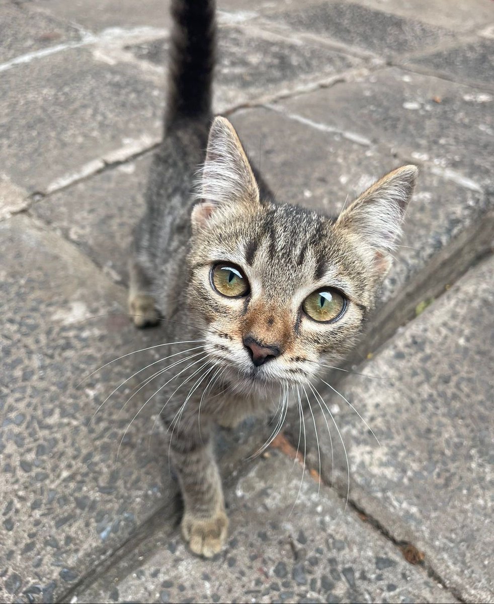 Buenas a todos! Le tiraron en casa de un amigo a esta gatita. Creo que tiene 2 meses si alguien le quiere adoptar. Acércamos sin problema. RT POR FAVOR! Para que llegue a su nuevo hogar 🏡 0982244875