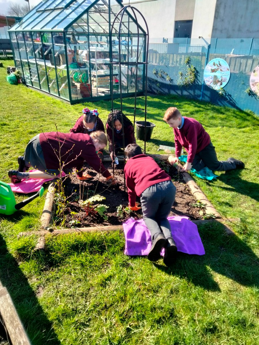 Joseph did a fabulous job assembling the obelisk for our runner beans to climb up @FaithPrimary 🌱then a few children from Year 5 got busy planting them in the lovely spring sunshine! 😎☀️... Have a fabulous break everyone 🐇🌷#Growingtogether