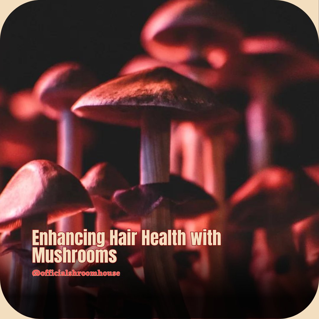 Enhance your hair health with mushrooms! Packed with iron and selenium, mushrooms stimulate hair growth, reduce loss, and boost shine naturally. Say goodbye to dull hair and hello to vibrant locks! #HairHealth #MushroomMagic #NaturalHairCare 🍄💇‍♀️✨