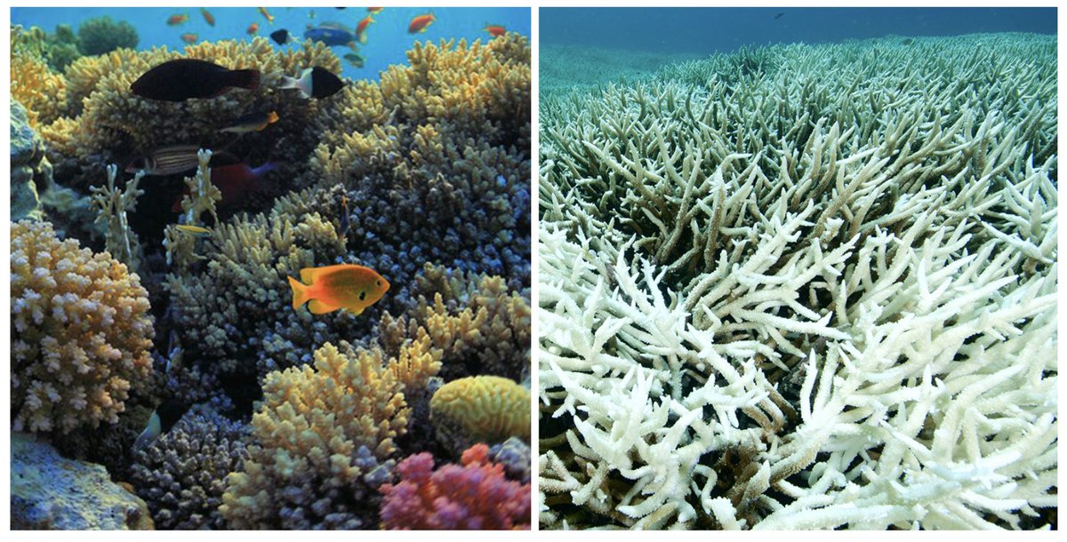 Very excited to share our lab's work led by Postdoc Oliver Selmoni (not in X) in collaboration with @PACleves! 'Global coral genomic vulnerability explains recent reef losses' @biorxivpreprint doi.org/10.1101/2024.0… @UCBerkeley @HHMINEWS @CarnegiePlants @CarnegieDevBio…