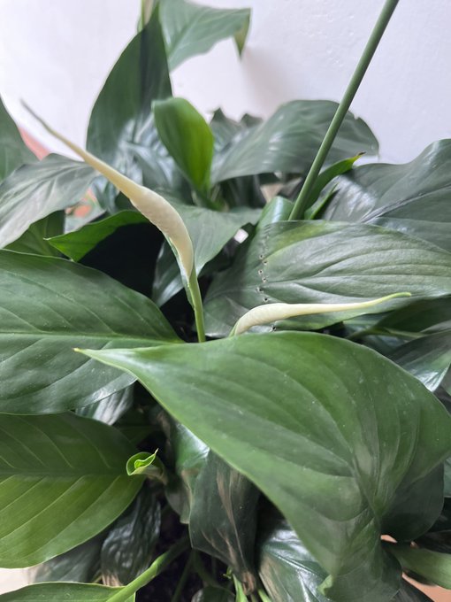 Todo florece en esta casa ❤️❤️❤️ https://t.co/yz4N8wdiZC<a href="/tag/desnuda"class="tags"><span>#desnuda</span></a>