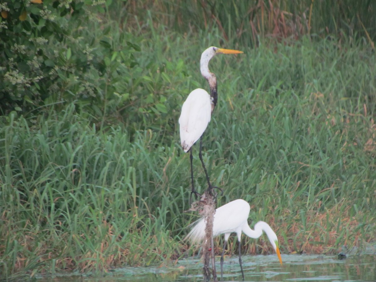 Mediosur tweet media