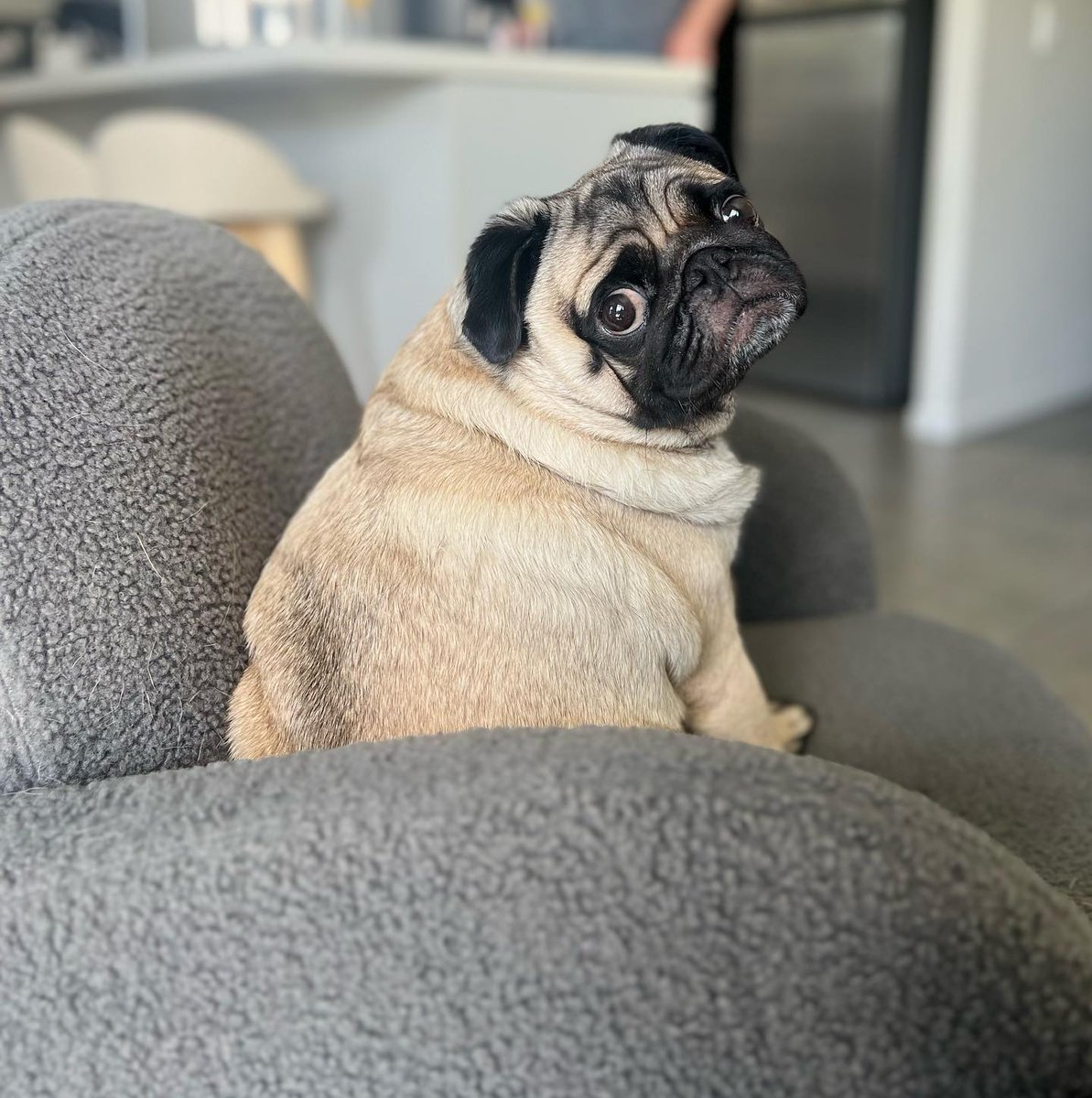 Pug or croissant? 🥐 

.
.
.
.

 #pugsoftheday #puglife #pugsofig #lovepugs #pugpuppy #puppy  #puglovers #dogsofgoldcoast #pugsofgoldcoast #pugsofaustralia #dogsofaustralia #pug #love #pugs #chien #mops #carlin #carlino #chiot