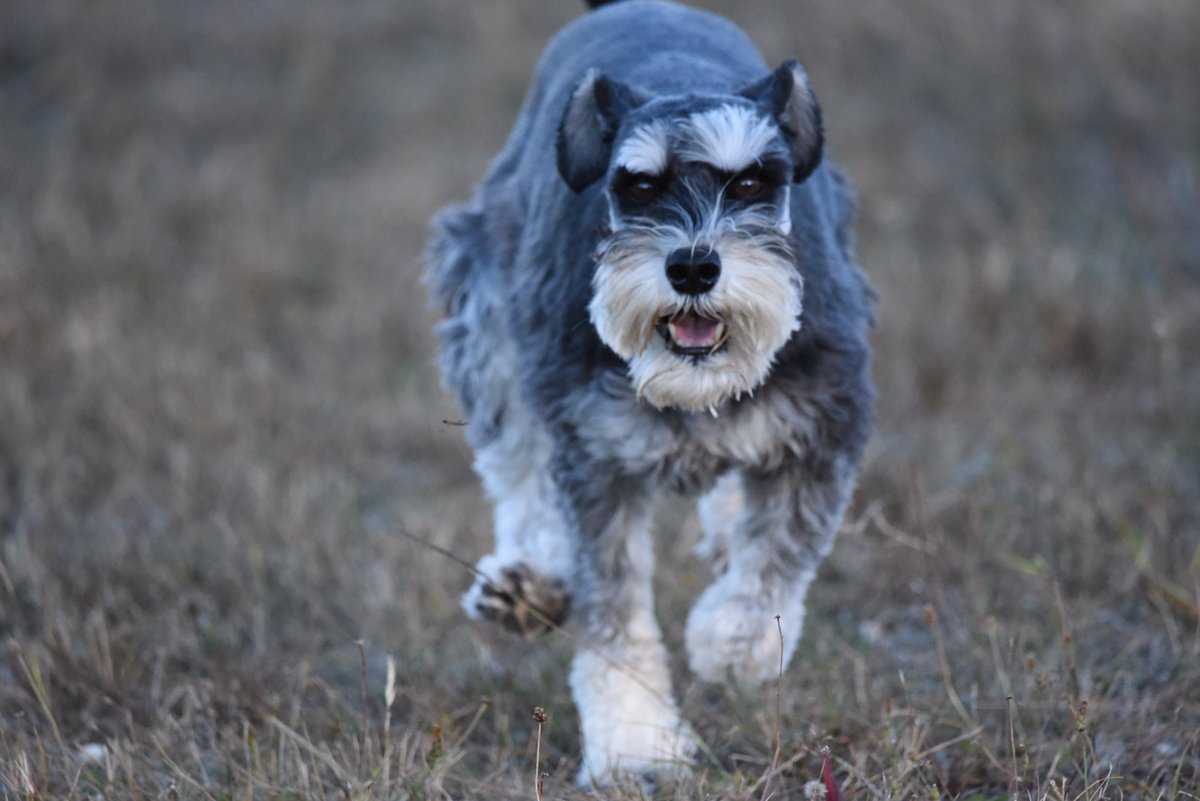 Hey #schnauzergang pals ere I is affin a casual (causal?? BOL) run inna yard after skool  … 

Tek care &amp; dunna eat no choccy bunnies diz eostre - BOL BOL 

#arlo 

<a href="/HamishShortie/">Shortie.Hamish</a>