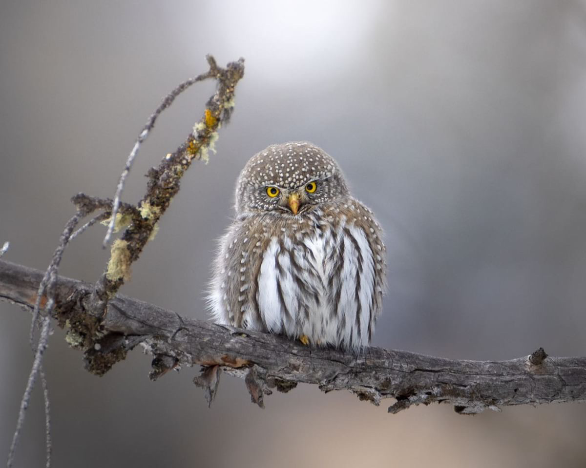 Photo of the Month | We can’t stop staring at this stunning image of a northern pygmy owl staring back at us. Trent Sizemore spotted the elusive owl in the park’s northern range. Share your images on Instagram by tagging @ynpforever with hashtag #YellowstoneForever.