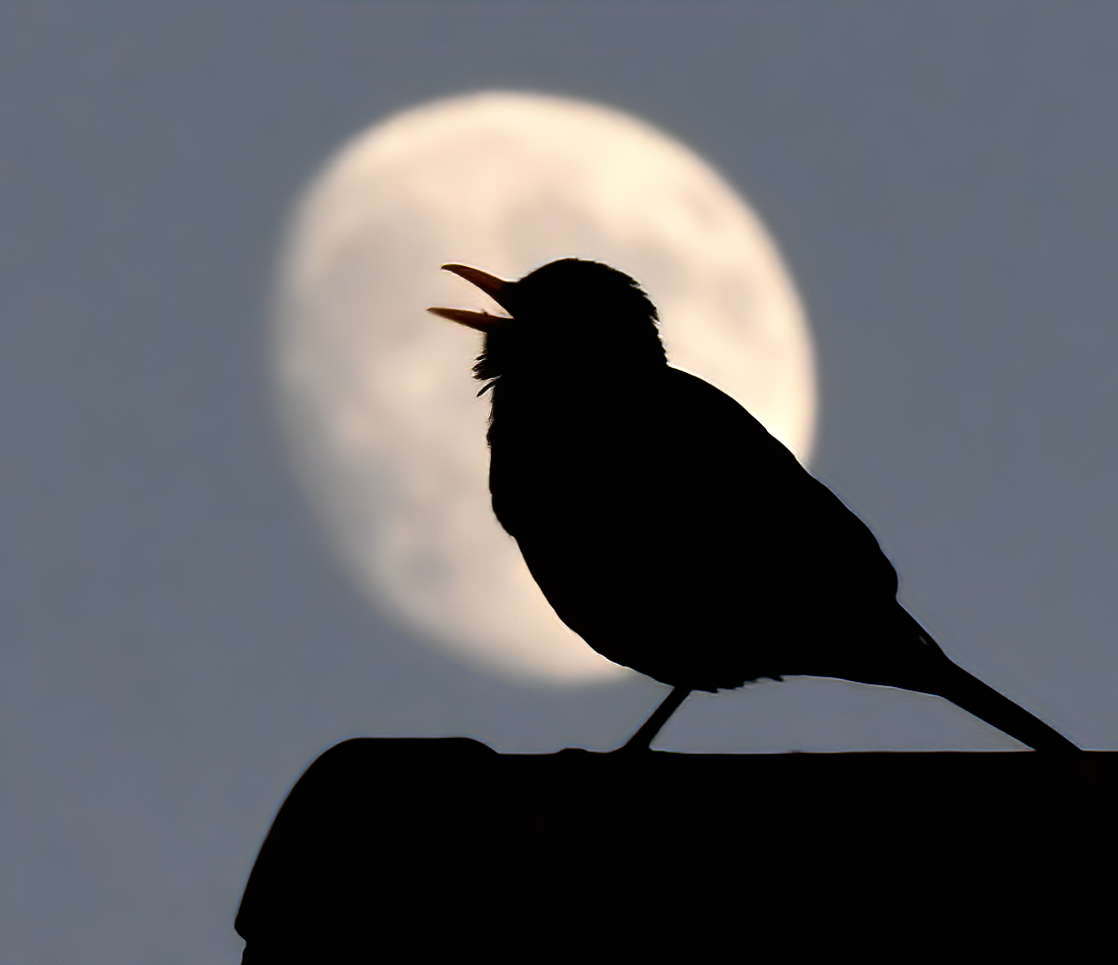 As it's (Good) Friday, I'm asking all my followers to please retweet this tweet if you see it, to help my bird account be seen!🙏
 To make it worth sharing, here's a Blackbird singing to the moon! 😍🐦
Thank you very much! 😊
#FridayRetweetPlease  ♥️