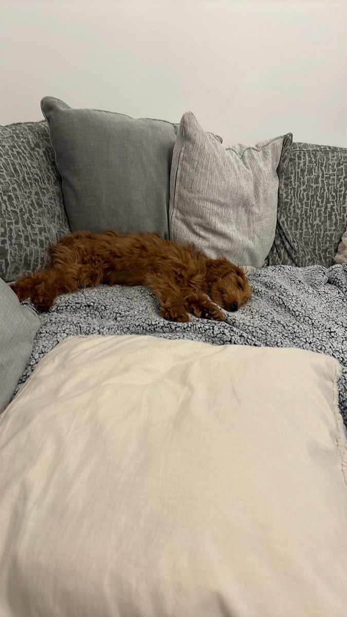 So In at 7am , finally got home at 10:15pm after an airport run for the eldest coming home for Poland, but  <a href="/MeersMurphy/">Murphy</a> is more exhausted than me after the excitement of Harriet’s return