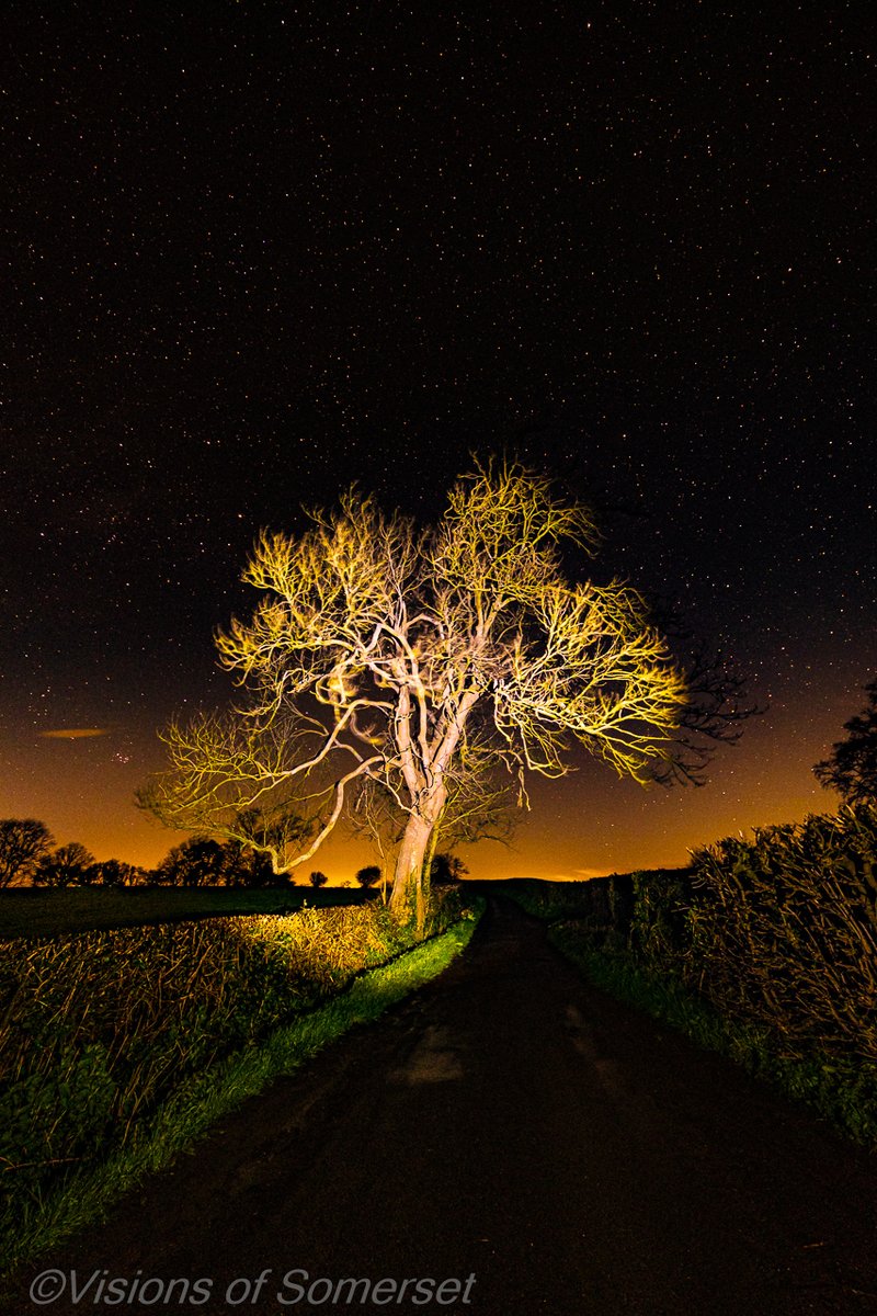 A tree at night.