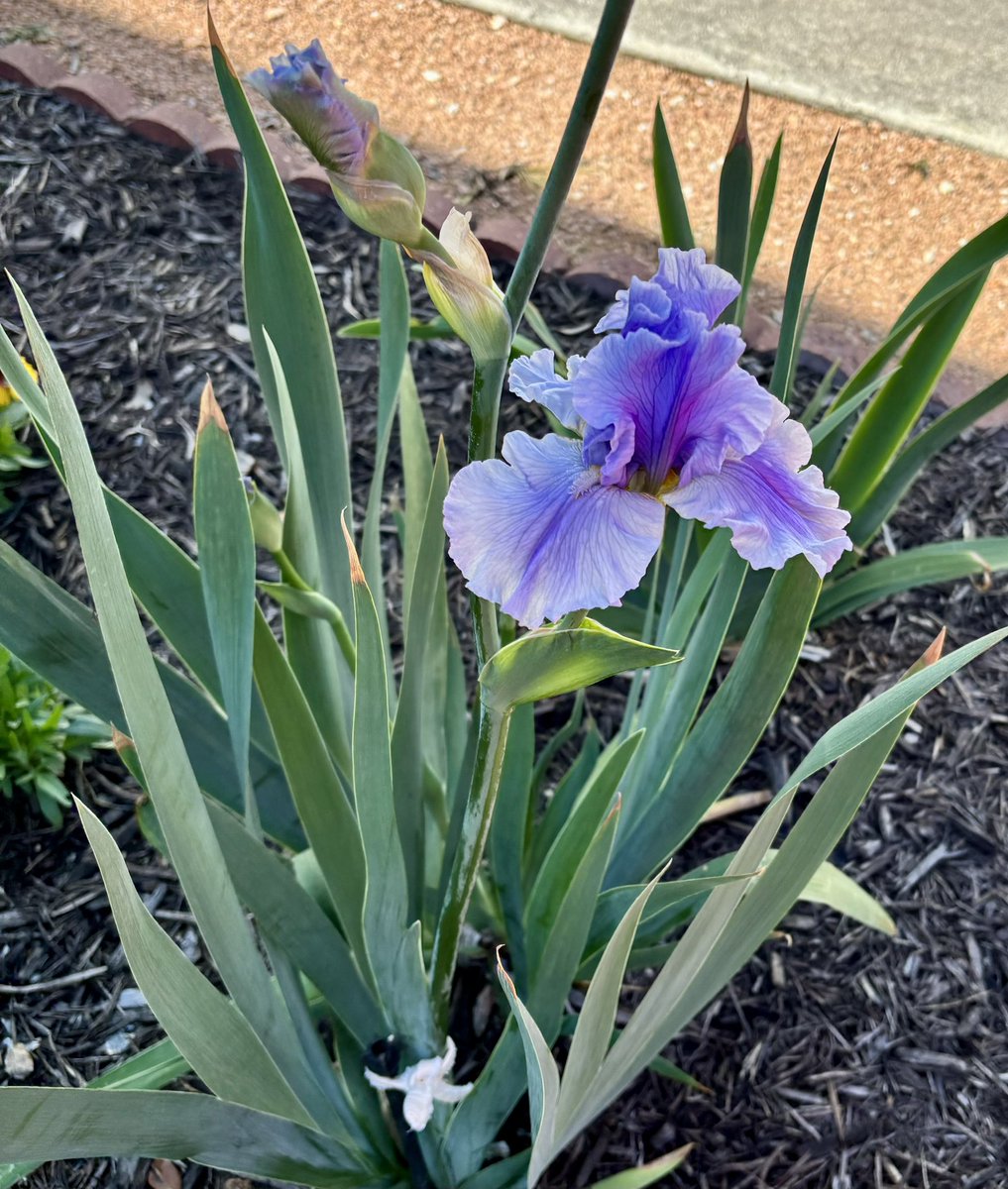 Spring irises at my mother’s home.