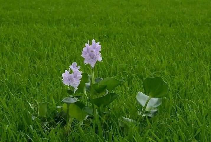 Ngan Pham tweet media