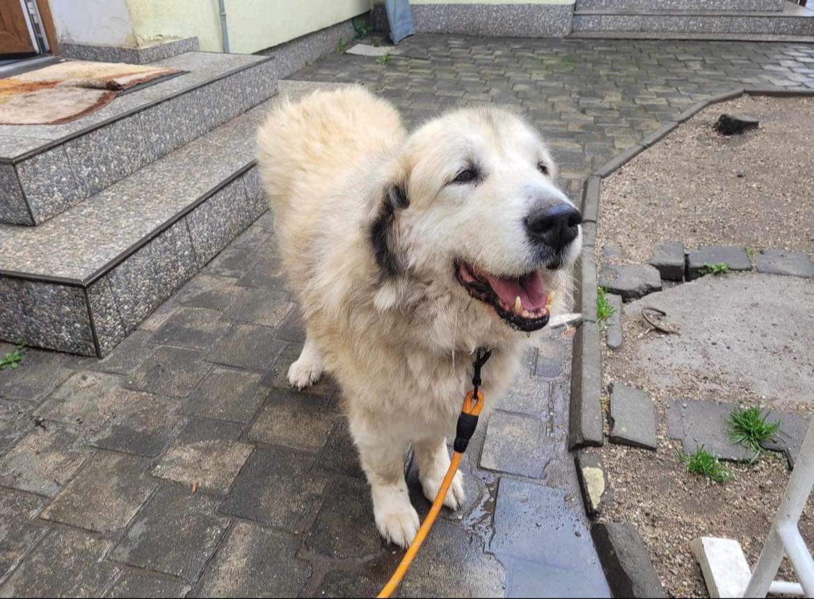 Darling Nae gained his angel wings today 🌈. He had lived at Alina’s farm for over a decade and passed peacefully in Alina’s arms. Rest in peace sweet boy 🥲❤️🙏