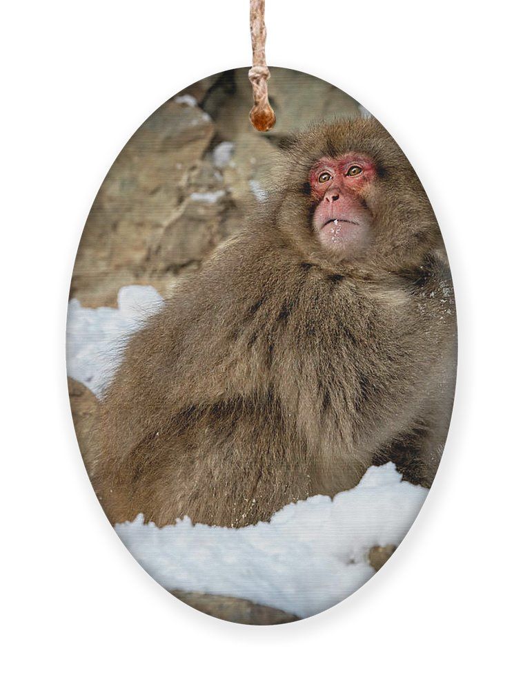 Japanese Snow Monkey VI #ornament! buff.ly/488O0Cw #holidayshopping #shopsmall #giftideas #animals #animallovers #giftsforanimallovers #monkey #snowmonkey @joancarroll