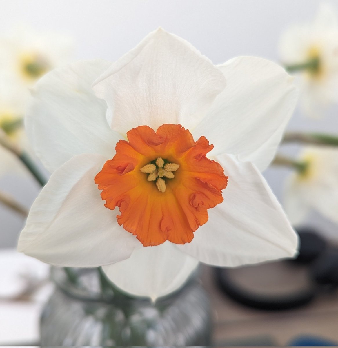 Can anyone who is good at Narcissus cultivars tell me if this is 'Barret Browning'? Or maybe one of the very similar varieties? #Narcissus #Daffodils