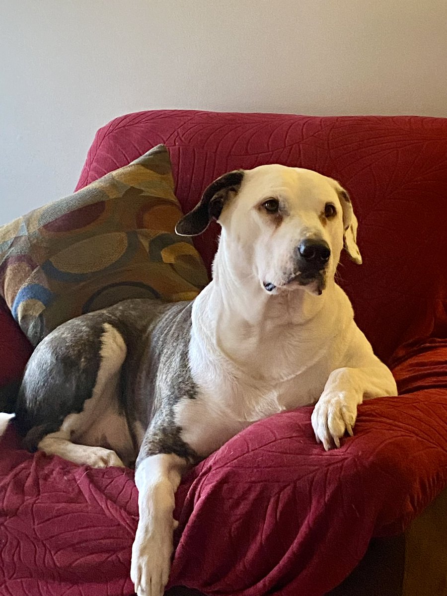 Obi just chillin, like a proper gentleman. I swear he was about to ask me if I had any Grey Poupon 😂🐶🐾