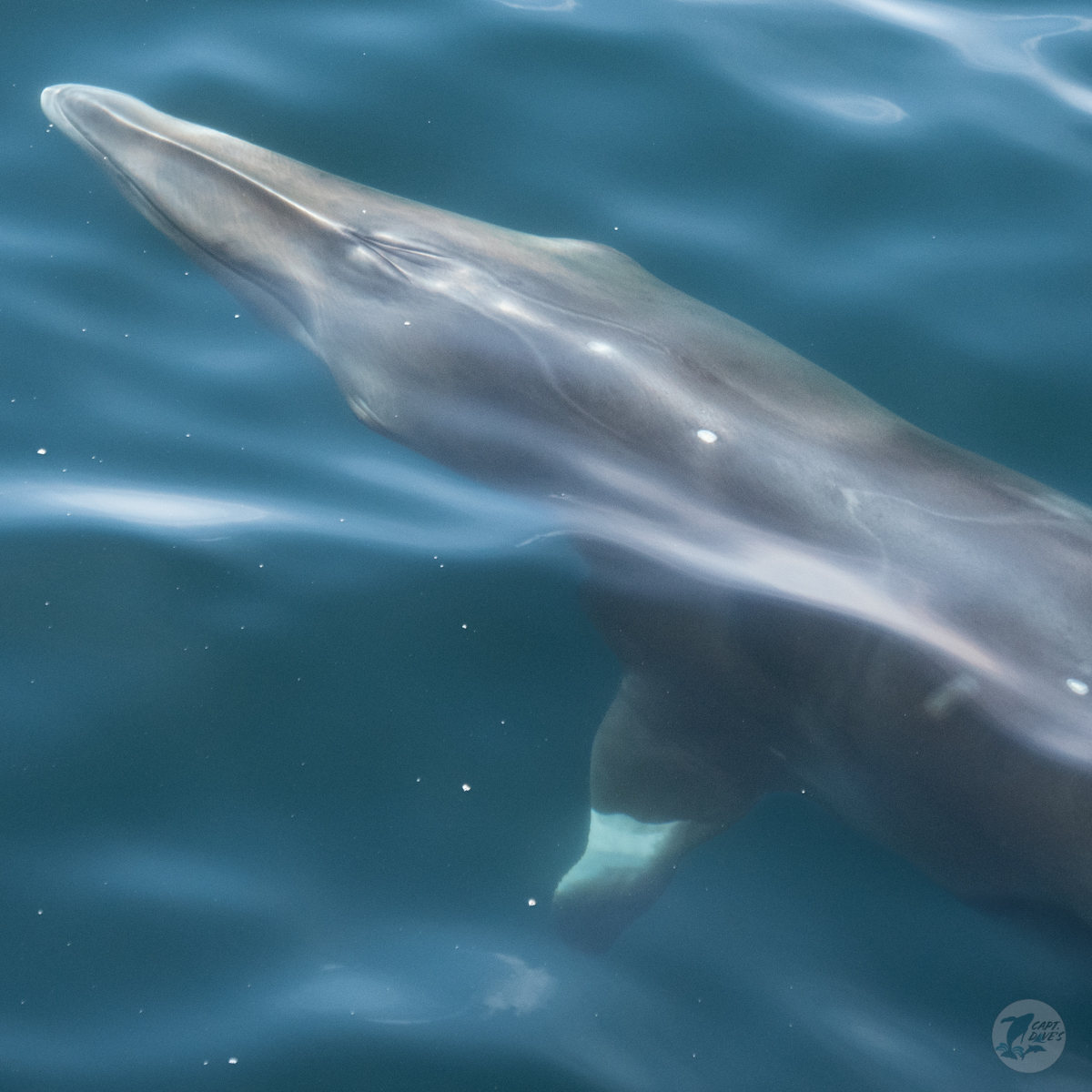 DolphinSafari tweet picture