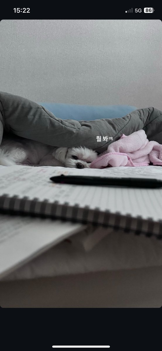 CraxySupportFr's tweet photo. [CHAEY📸]~28/03/24~

Puppy 🥰

—
“Qu’est ce que tu regardes?”

“What are you looking at ?”

#채이 #CHAEY 
#송채연 #SongChaeYeon https://t.co/814evCBf7I