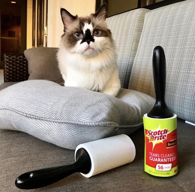 Albert Baby Cat $ALBERT tweet media