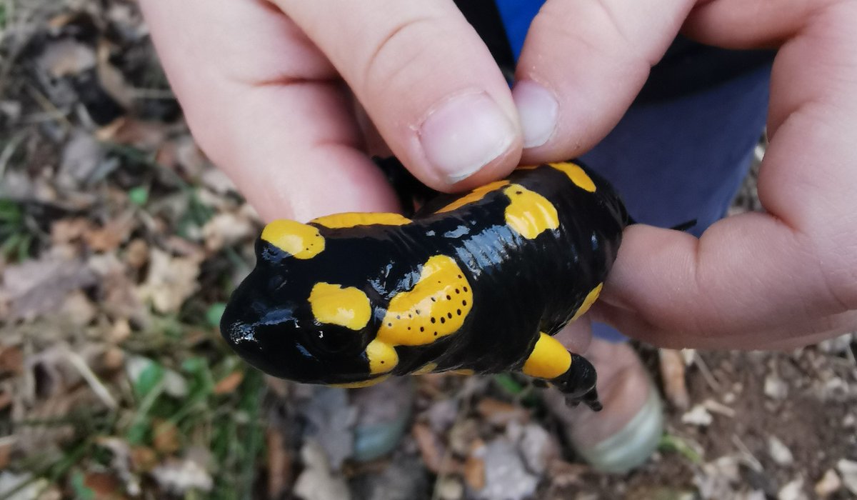 Die Feuersalamander sind unterwegs. Heute ein schönes Individuum an der Schauenburg bei Dossenheim gefunden.