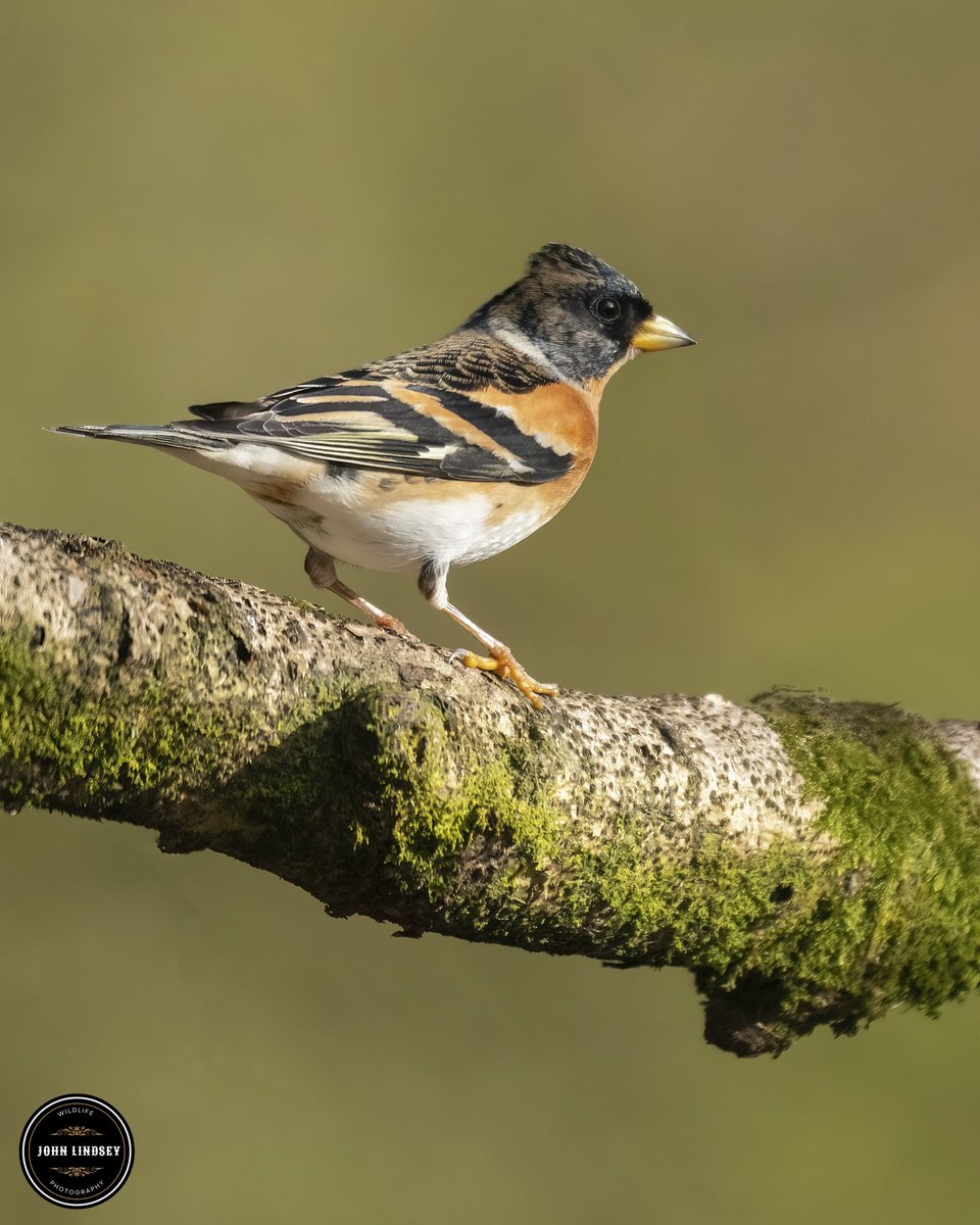 📸✨ Thrilled beyond words for the rare chance to photograph the breathtakingly beautiful Brambling! 🐦✨ One of those elusive gems in the avian world that always leaves me in awe. 🌿💫 Every glimpse of its vibrant plumage feels like a gift from nature. @UKNikon @Natures_Voice