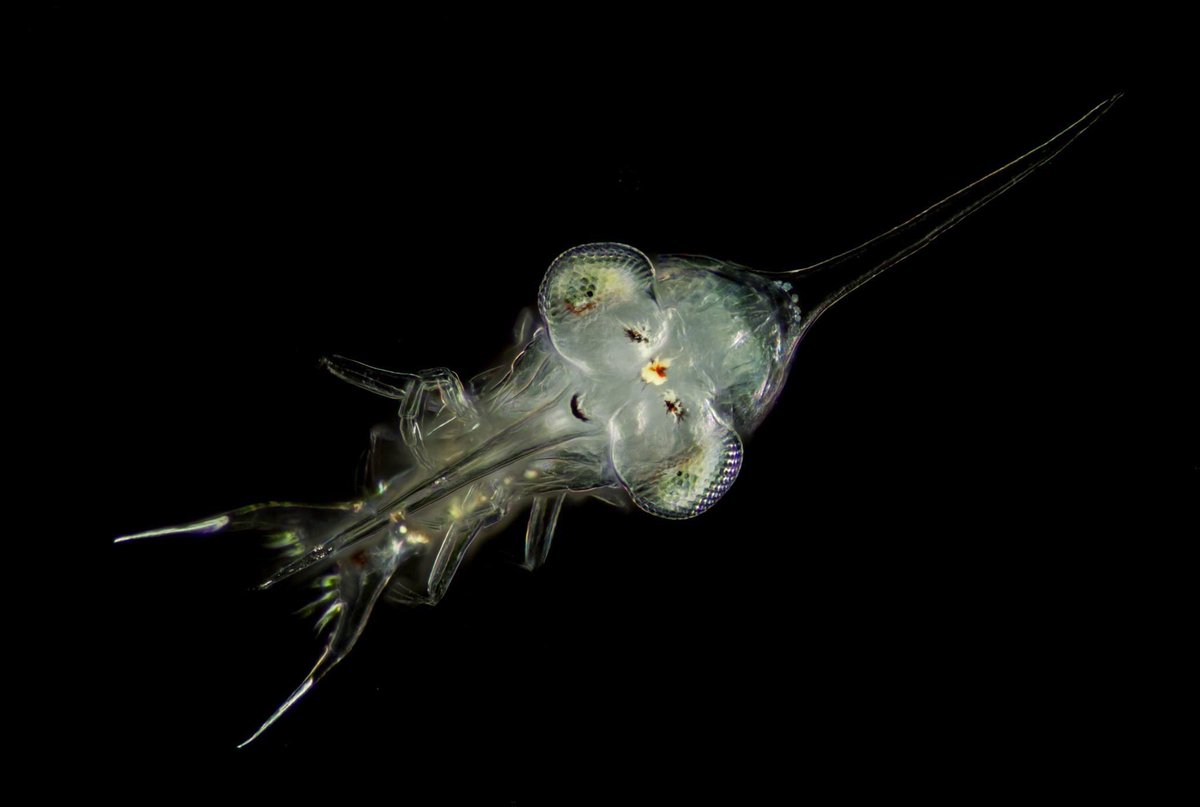 Crab Zoea , amazing that some our most exquisite marine wildlife is invisible to the naked eye #plankton #planktonic