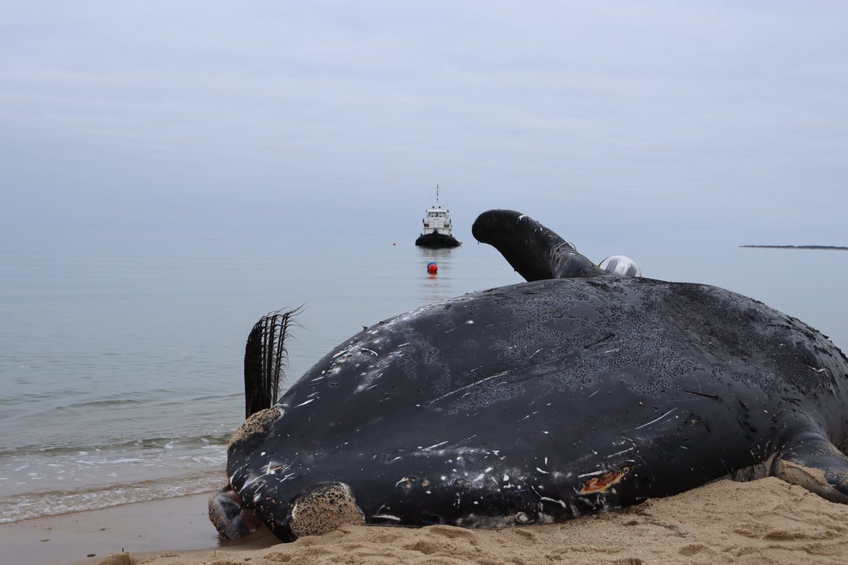 In January, I followed the tragic story of a right whale called 5120, who washed up dead on Martha's Vineyard. Researchers ultimately blamed her death on a rope that cut deeply into her tail. It came from Maine lobster fishing gear. And that might have been the end of the story.