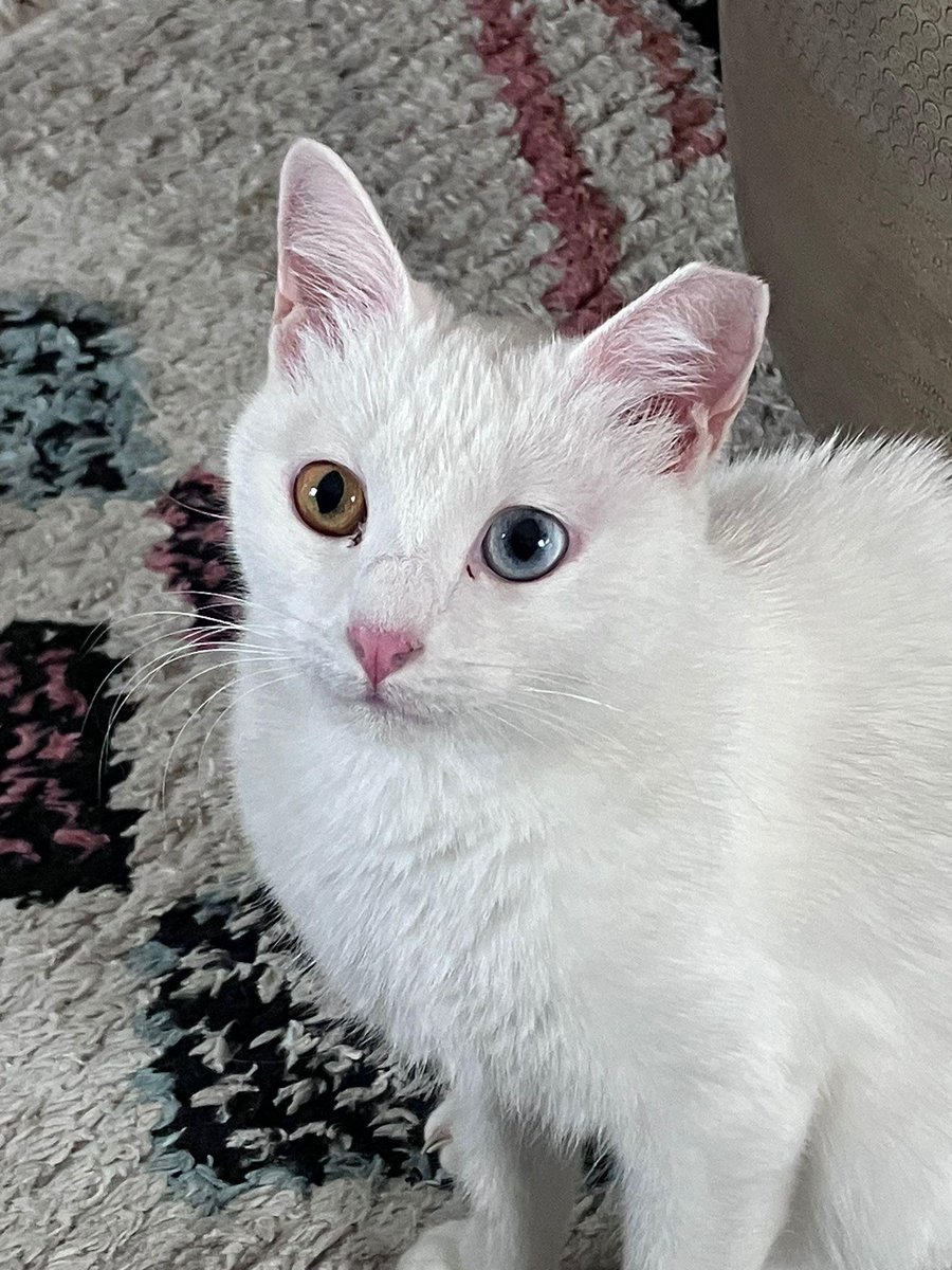 Feline Network Cat Rescue (@felinenetwork) on Twitter photo Cleo, deaf white girl, FIV+, 1 YO, adorable, friendly, confident, INDOOR only home, HC and LL p0ermission apply, as does charity donation, fnadoptionsinquiries@aol.com - look at those eyes! Cleo, deaf white girl, FIV+, 1 YO, adorable, friendly, confident, INDOOR only home, HC and LL p0ermission apply, as does charity donation, fnadoptionsinquiries@aol.com - look at those eyes!