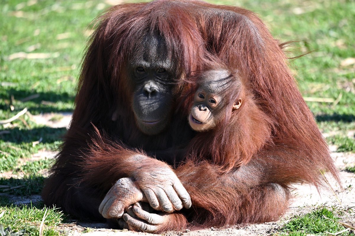 From feeding giraffes to ziplining above kangaroos to seeing orangutan baby Flynn, there's so much to see and do at the zoo this spring break! We're open Mon - Sat from 9:30 AM to 5:00 PM (closed Sundays). Save time by purchasing daily tickets online: shorturl.at/ekFQ7