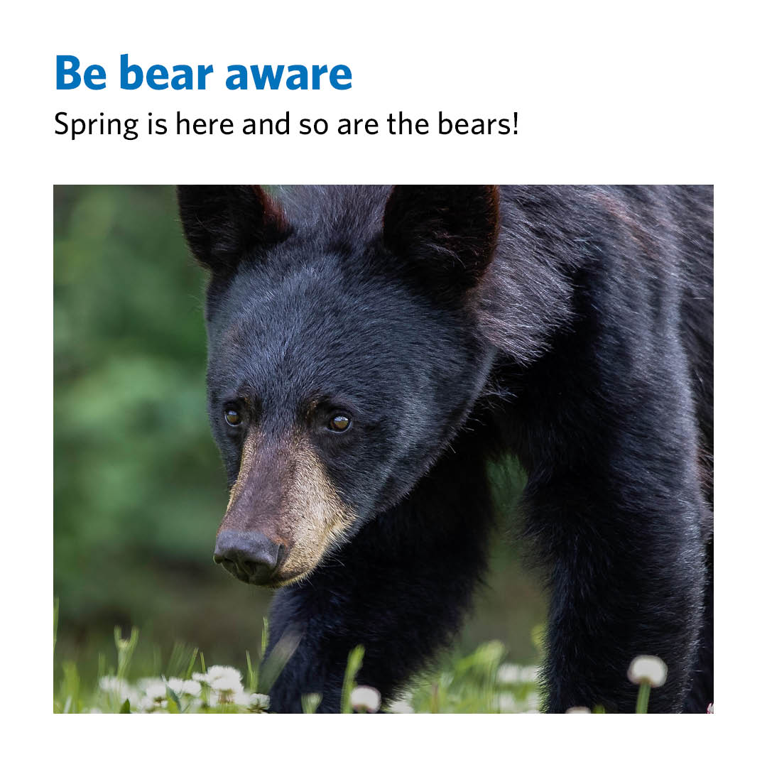 Spring has arrived, and guess who's back? Bears! Let's ensure their safety by properly securing attractants around our homes. Together, we can keep both bears and our communities safe. For more information visit: westvancouver.ca/bears