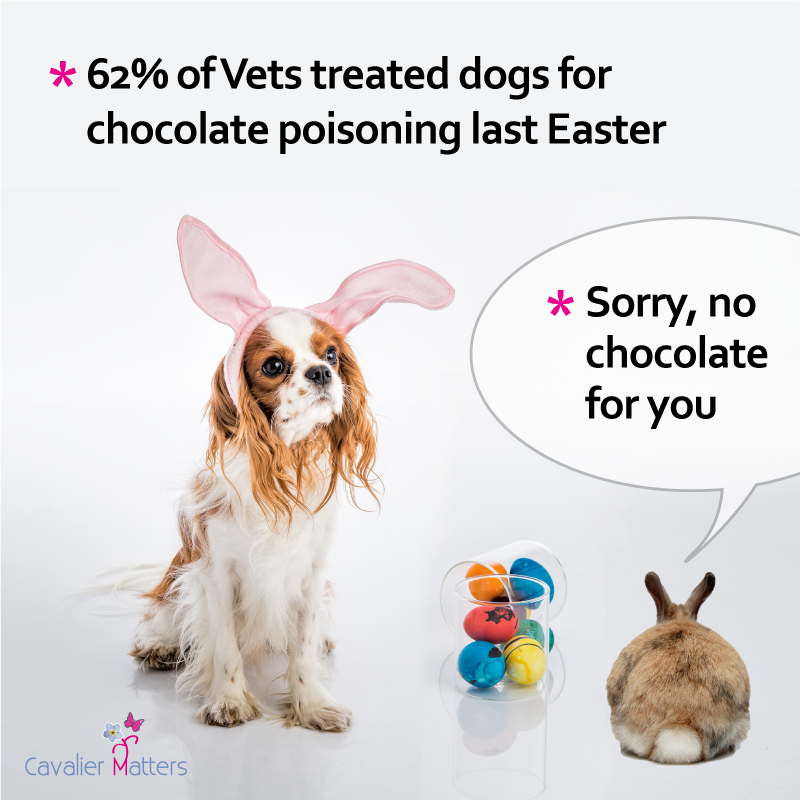 Chocolate can be poisonous - please keep Easter eggs safely out of reach. What to Know and What to Do If Your Dog Eats Chocolate: dogster.com/dog-health-car… #pethealth #dogsoftwitter #savingliveseveryday #ckcs