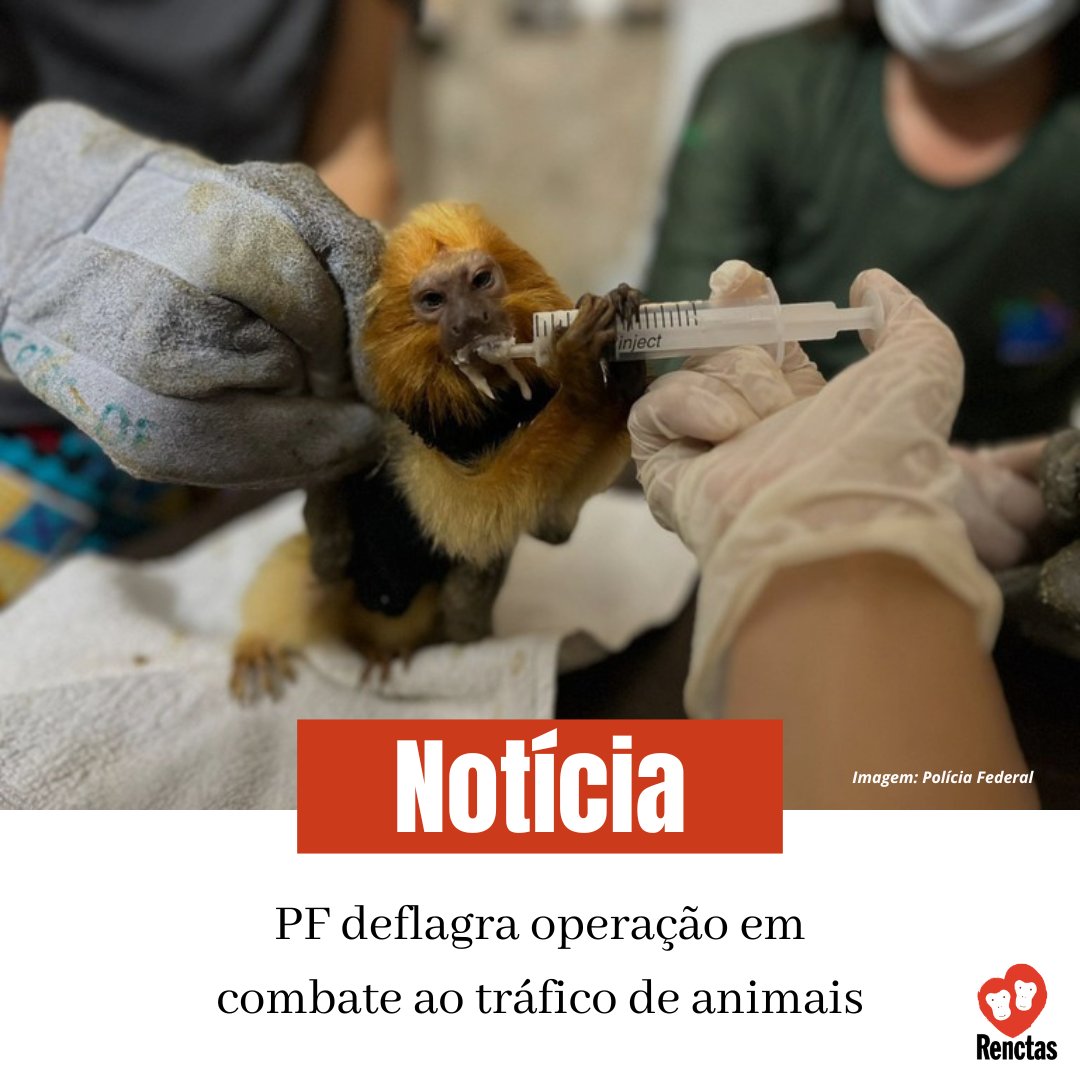 A operação da PF tem como objetivo cumprir mandados judiciais relativos ao tráfico internacional de animais. Leia em: gov.br/pf/pt-br/assun…

#renctas #tráficodeanimais #políciafederal #araraazuldelear #araras #fiscalizaçãoambiental #faunasilvestre #bastadecaça #cites