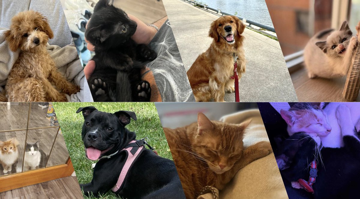 Meet the adorable furry family members of Borderless AI!

We love to share cute pictures of our pets in our #pets slack channel. They bring a smile to our faces daily, and we hope to share that joy with you all today. 😸

#PeopleandCulture #LinkedinPets