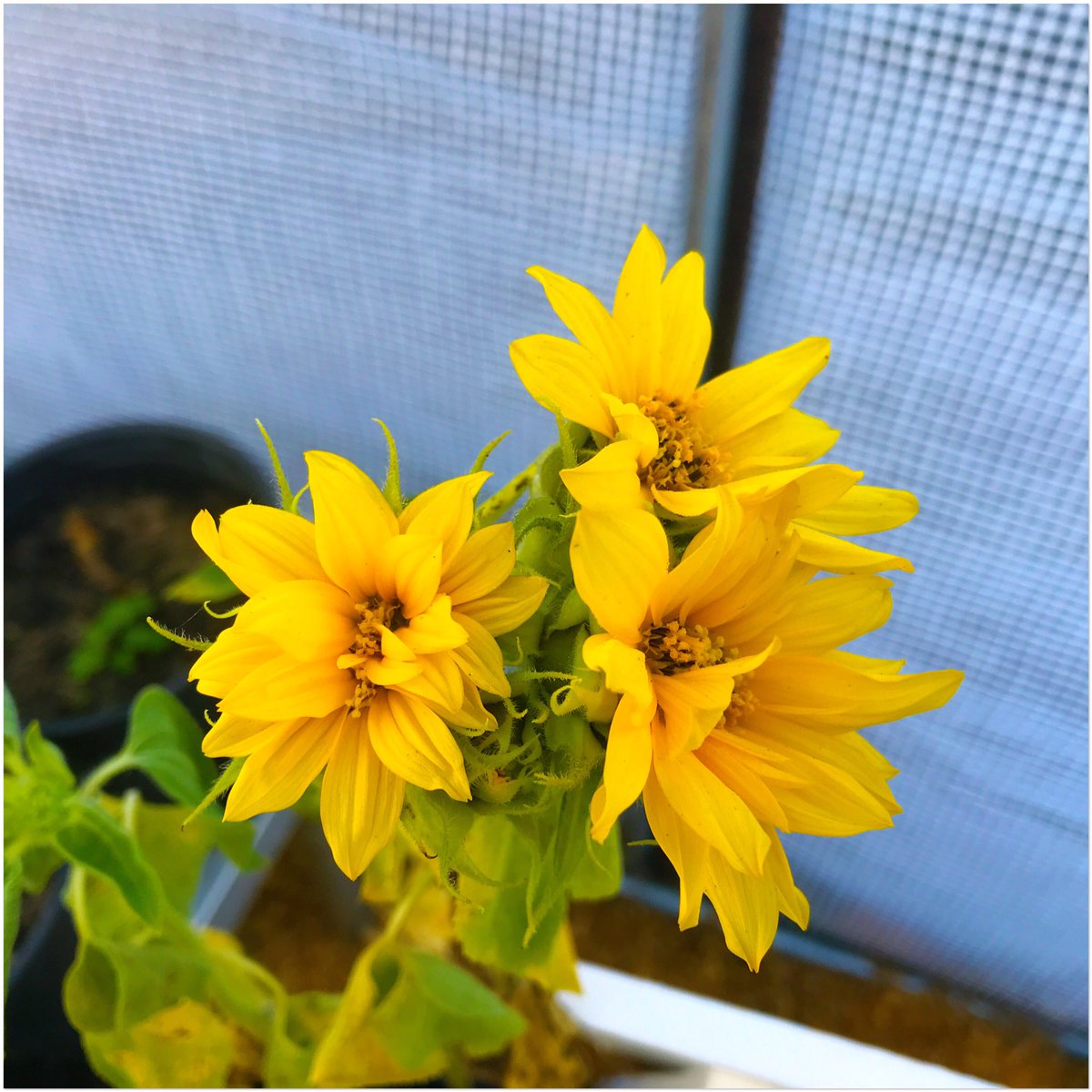 Alion_Unleashed's tweet image. Growing Sunflowers in our hydroponic greenhouse. #flower #blossom #hydroponic 

Sunflower 🌻 #shorts
youtube.com/shorts/ZXLaW_U…