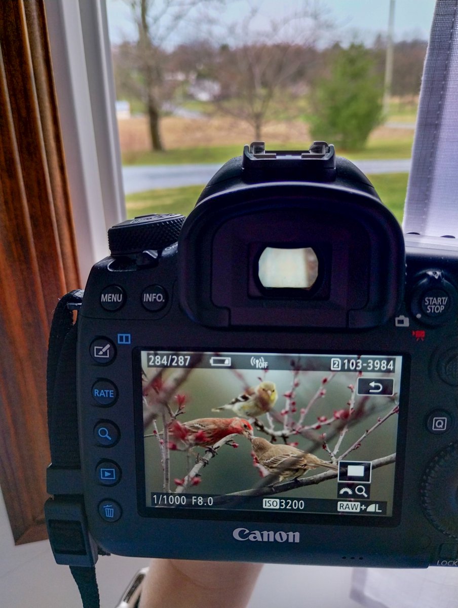 Birdwatching from an open window. . . #birdwatching #birdphotography #teamcanon #canonusa