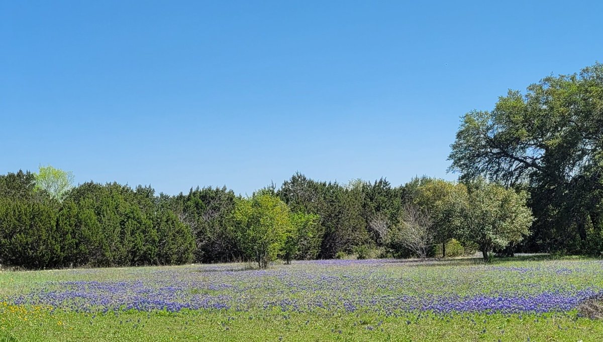 Bluebonnets! Happy spring y'all. #texasgirl