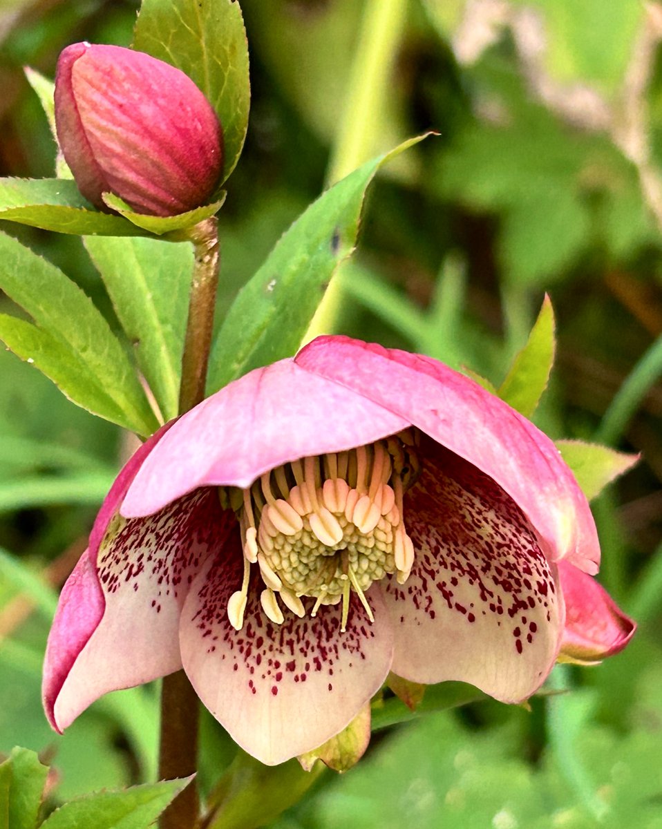 Lots of Hellebores scattered around the bottom part of the garden when we cleared it all 🌸#Flowers #Hellebores #gardening